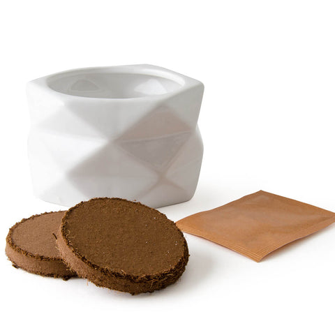 SET - Origami lončić za sadnju EKO cherry rajčice