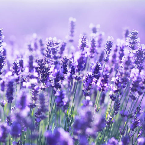 Lavanda u loncu